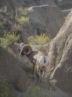 Bighorn-in-the-Canyon-1-W